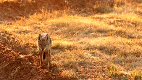 Black-backed jackal at sunrise gets startled and is on full alert Stock Footage 312382948