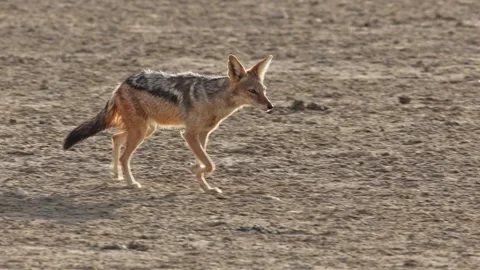 A black-backed jackal trotting through the dusty soil past its partner who is Vídeo Stock 322557607