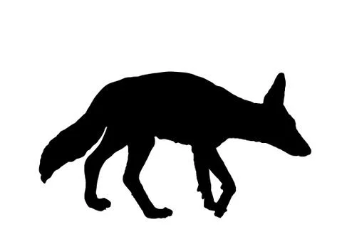 Black backed Jackal vector silhouette illustration Stock Illustration