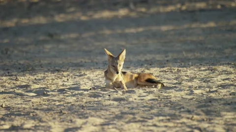 Black-backed Jackal - Wakes up and looks around. Africa scavenger 4K uhd Stock Footage 54687772