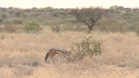 Black backed jackal walking, digging and then resting Video stock 98376724
