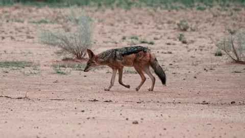 Black backed jackal walking over a dry river bed in the Kalahari 库存影片 307602247