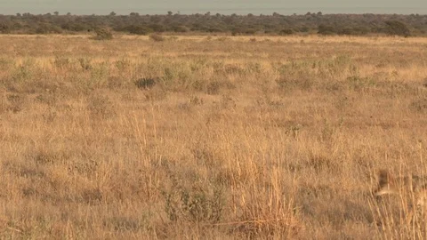 Black-backed jackal walking / running Stock Footage 105302793