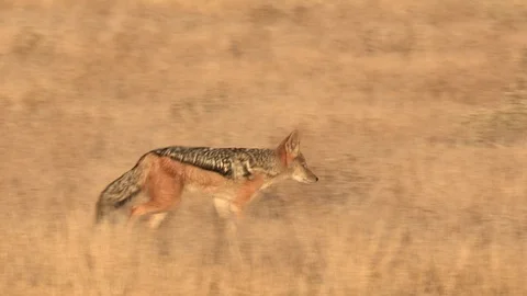 Black-backed jackal walking / running Stock Footage 105318555