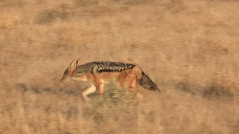 Black-backed jackal walking / running Stock Footage 105319364