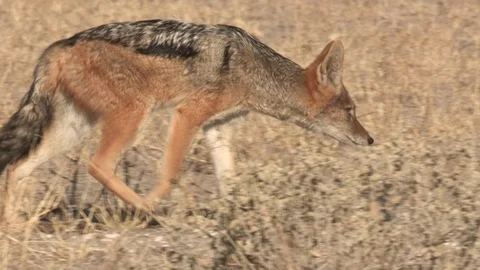 Black-backed jackal walking / running Video stock 105319416