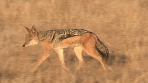 Black-backed jackal walking / running Stock Footage 105319805