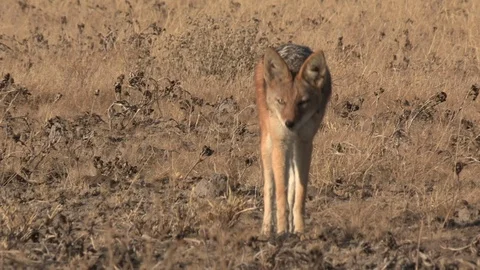 Black-backed jackal walking / running Stock Footage 105320352