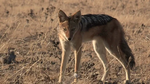 Black-backed jackal walking / running 스톡 동영상 105322830