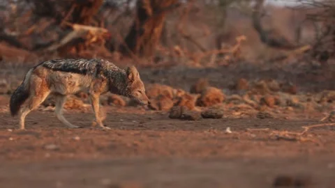 A black-backed jackal walking through the dry landscape in the golden morning Stock Footage 346550782