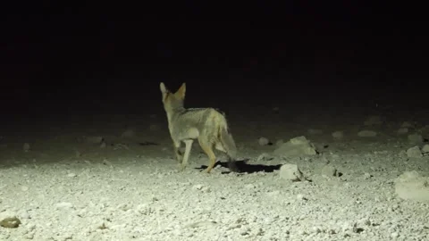 A Black backed jackal walks around sniffing out the different scents of Stockbeeldmateriaal 242500512