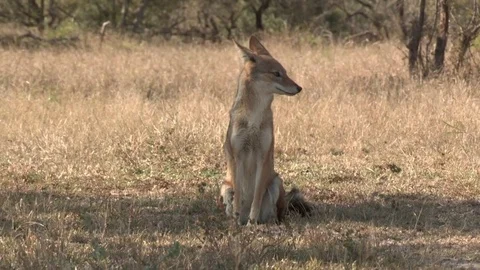Black-backed jackal (Wild) - HD Video stock 84664848