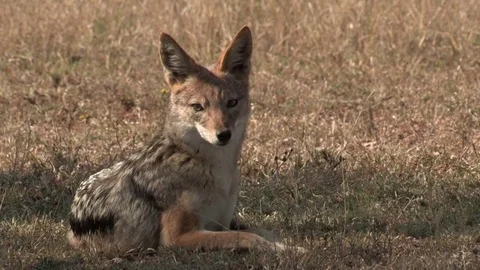 Black-backed jackal (Wild) - HD Video stock 84665155