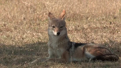 Black-backed jackal (Wild) - HD Video stock 84665477
