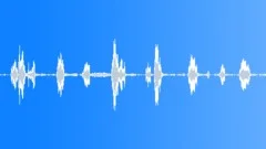 Black-backed jackals calling 02 Sound Effect