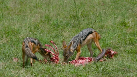 BLACK-BACKED JACKALS KILL MAASAI MARA KENYA AFRICA Stock-Footage 66239113
