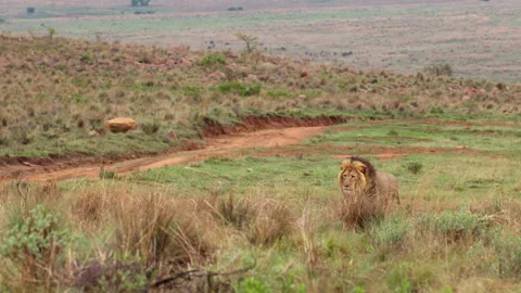 Black-backed jackals stick close to male African lion pestering him for his kill Stock Footage 321445863