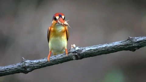 Black-Backed Kingfisher Bird Stock Footage