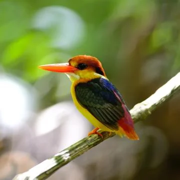 Black-backed kingfisher Stock Photos