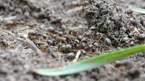 Black-Backed Meadow Ants insects Digging A Tunnel In The Ground Close-up Stock Footage 189354581