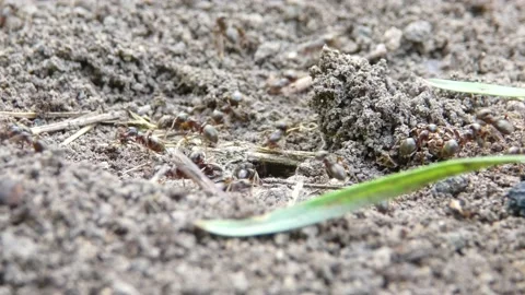 Black-backed meadow ants workers digging a tunnel in the ground Video stock 158567129