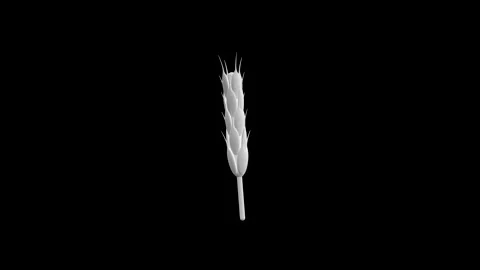 Black Background 3D Render of Wheat Spikelets on Display Видео 341921553