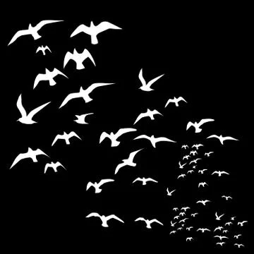 Black background birds life vector art Stock Illustration