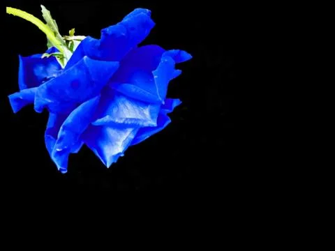 BLACK BACKGROUND WITH DARK BLUE ROSE FLOWER BLOSSOM ON CORNER ABSTRACT FLORAL Stock Photos