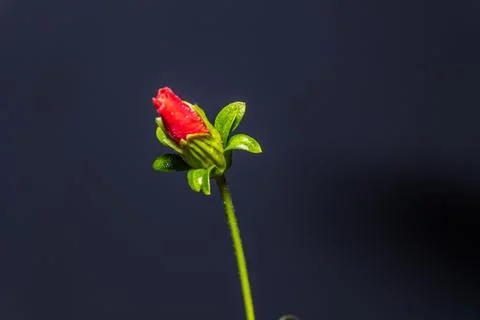 Black background flowers Stock Photos