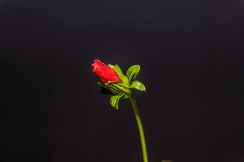 Black background flowers Stock Photos