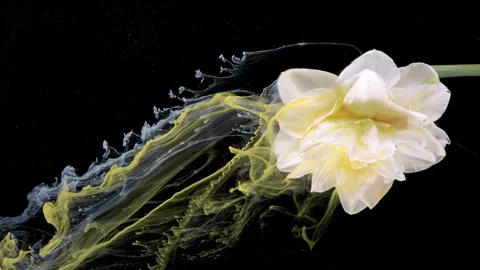Black background highlights dynamic yellow and smoky flower details Stock Footage 331704552