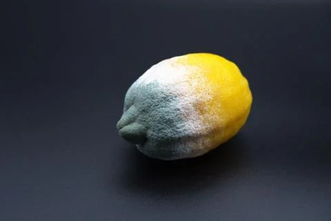 On a black background, a lemon covered with thick green-blue and white mold Stock Photos