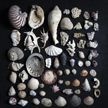 Black background with a lot of different seashells Stock Photos