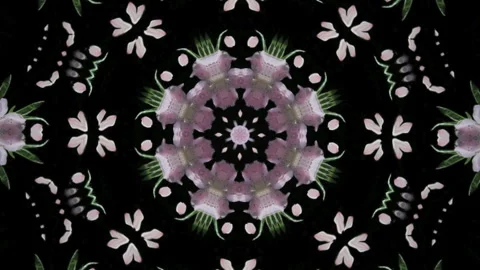 Black Background with Many Cherry Blossoms Stock Footage 327416695