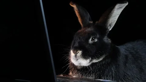 On a black background Rabbit lying in front of laptop Stock Footage 143644146