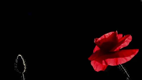 Black background, red poppy. Stock Footage 97111486