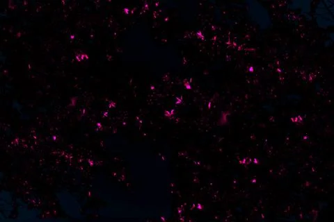 Black background with shining elements of luminosity Stock Photos