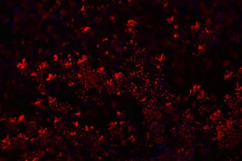 Black background with shining elements of luminosity Stock Photos