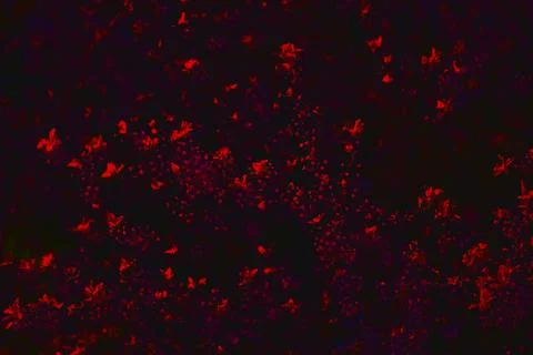 Black background with shining elements of luminosity Stock Photos