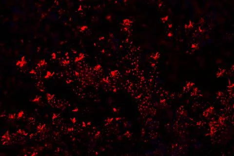 Black background with shining elements of luminosity Stock Photos