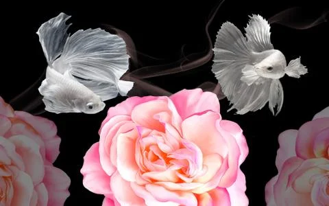 Black background, two white translucent fish, large pink peonies Stock Illustration