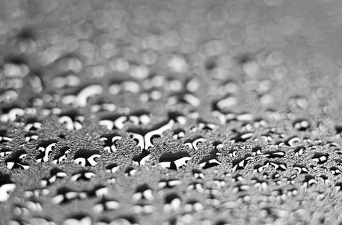 Black background with water drops, selective focus Stock Photos
