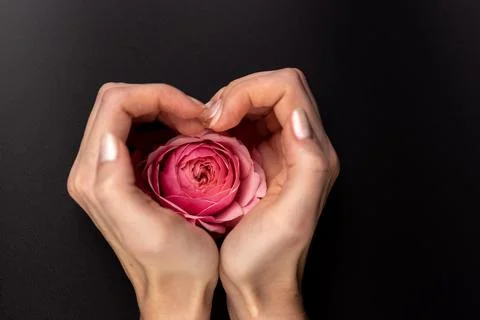 On black background on a woman's palms in the shape of a heart lies a pink peony Stock Photos