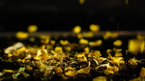 Black Background with yellow petals Stock Footage 191668609