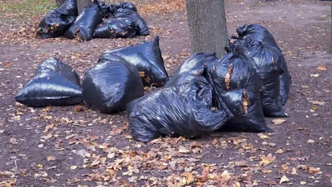 Black bags with garbage Stock Footage 142231934