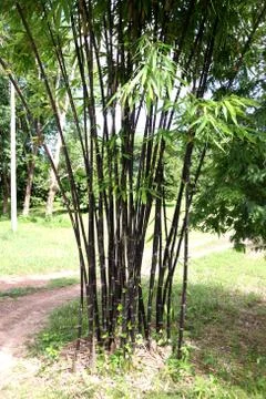 The black bamboo. Stock Photos