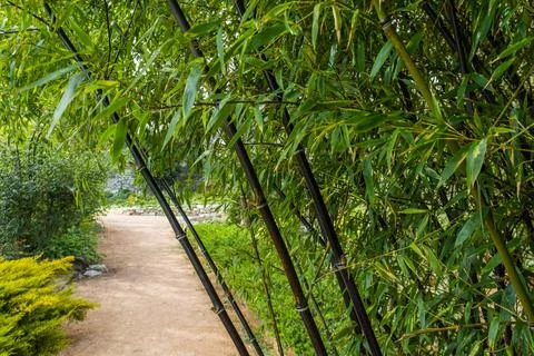 Black bamboo Stock Photos