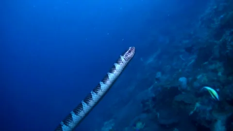 Black Banded Sea Krait (Laticauda semifasciata) Swimming Up - Philippines Stock Footage