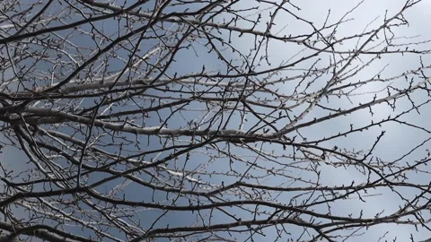 Black bare tree branches against a dark blue sky, vertical video. Stock Footage 183841154
