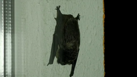 Black bat sitting outside the window in the house, close-up, flittermouse Vídeo Stock 96421408